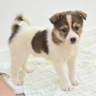 何でも一番！の“ポールくん”