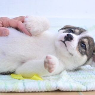 整った美しい顔立ちの“フィルくん”