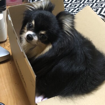 箱入り息子w
