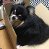 箱入り息子w