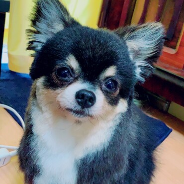シバカットにしてみたよ！自分で切りましたw