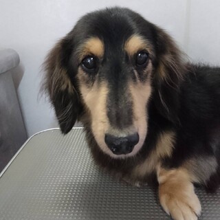 かまってちゃんかぼすトライアル予定です