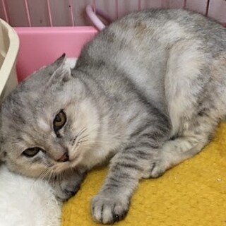 空腹に耐えた子猫たち☆４か月兄妹