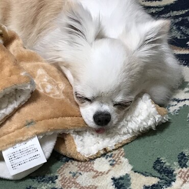 葵お姉ちゃんありがとう♡私９歳になれたよ　　あざみ