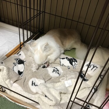 銀太くん、チャムちゃん、ありがとう♡私９歳になれたよ　あざみ