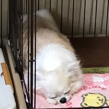 ちび春ちゃん、一緒に元気になろうね♪そしたらお魚半分こしようね♡あざみ