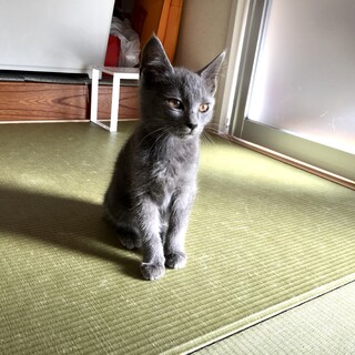 問い合わせ頂きましたグレーの人馴れした♂