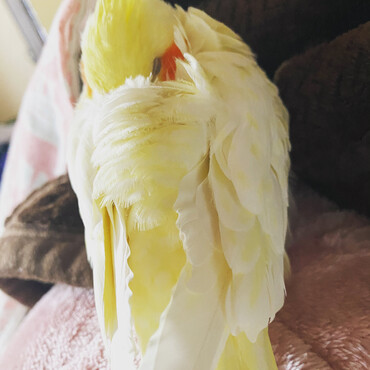 お昼寝。
