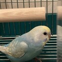 セキセイインコ　レインボー　手乗り崩れです