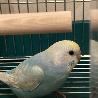 セキセイインコ　レインボー　手乗り崩れです