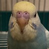 セキセイインコ　レインボー　手乗り崩れです サムネイル2