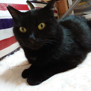 おばあちゃんに育てられたベタ慣れプリンスくん♡