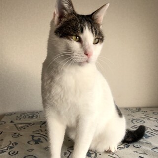 とっても甘えん坊 キジ白の男の子 動画あり