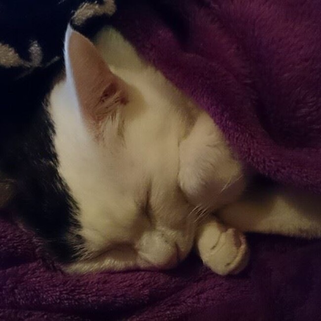 fuu nyanのカバー写真