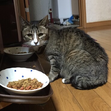 あざみ姉さんありがとう〜私は大丈夫！ご飯モリモリ食べてるから♪だから元気玉送るねー♡ちび春