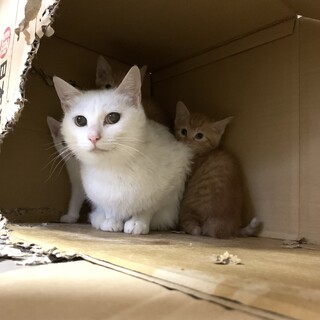 私も家族がほしいです！