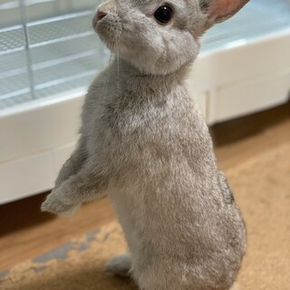 （一時停止）人が好きなベタ慣れさん。