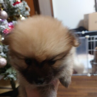 11月14日に自宅で産まれた子です。