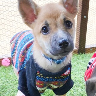 元気な甘えん坊　マーチくん　2ヶ月