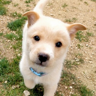 元気で可愛い　テテくん　２ヶ月