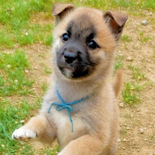 可愛い甘えん坊　タンタン　２ヶ月