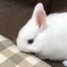 真っ白ミニウサギの子供の里親募集 サムネイル3