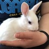 真っ白ミニウサギの子供の里親募集 サムネイル4