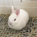 真っ白ミニウサギの子供の里親募集