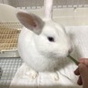 真っ白ミニウサギの子供の里親募集 サムネイル5