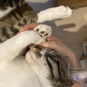 お昼寝。幸せそう。。何か夢を見てるようです。