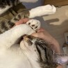 お昼寝。幸せそう。。何か夢を見てるようです。
