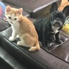 コッペパン1