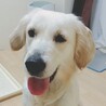 ももろぜ