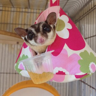 フクロモモンガの男の子