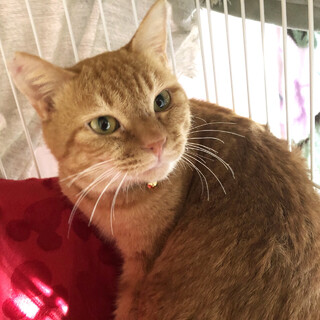 穏やかでナデナデ大好き！茶トラのマイケル君