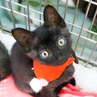 陽気なツキノワ熊？ 'ジャルちゃん' ❤️