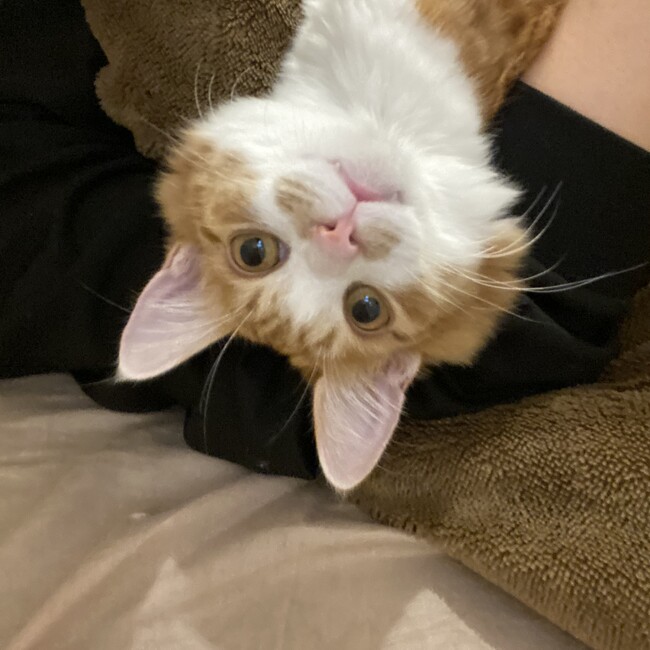 アジ子のカバー写真