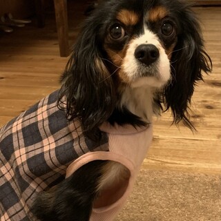 キャバリア キング チャールズ スパニエル 犬 の里親募集情報 ペットのおうち 月間利用者150万人