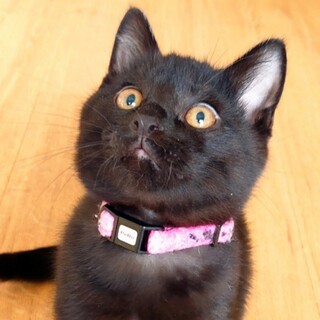 食いしん坊ばんざーいなグライス君