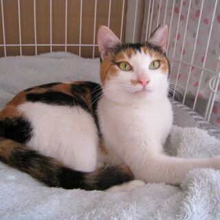 可愛くて性格◎な三毛猫ちゃん♥