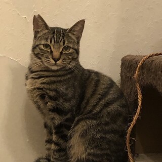 怖がりのラガー♂