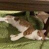 伸びきっているちくわ。