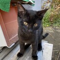 3ヶ月の元気な子猫たちです！