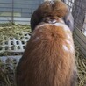 保護うさぎ：ミニロップ去勢済み2～3才ロバート サムネイル5