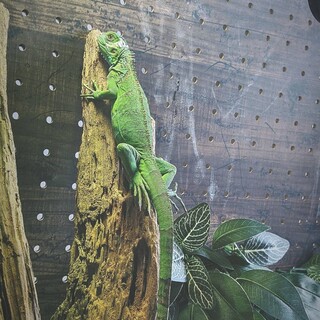グリーンイグアナ※全長約70cm