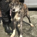秋田犬メス　6歳　虎毛