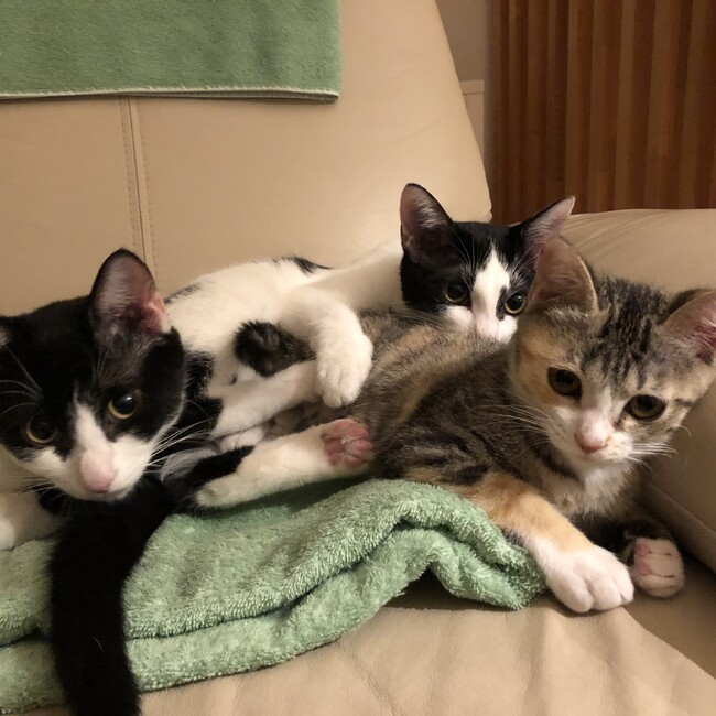 sakodragoのカバー写真