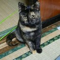 サビ猫☆6ヶ月