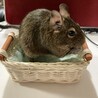 アリゲッティ さん