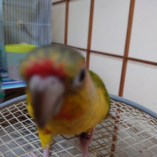 ワキコガネウロコインコの里親様を探しております。
